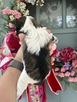 Thelma, a female Miniature Schnauzer for sale in Crawfordville, FL – 4 of 9