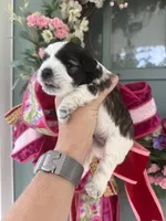 Thelma, a female Miniature Schnauzer for sale in Crawfordville, FL – 3 of 9