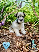 Nox, a male Miniature Schnauzer for sale in Crawfordville, FL – 3 of 7