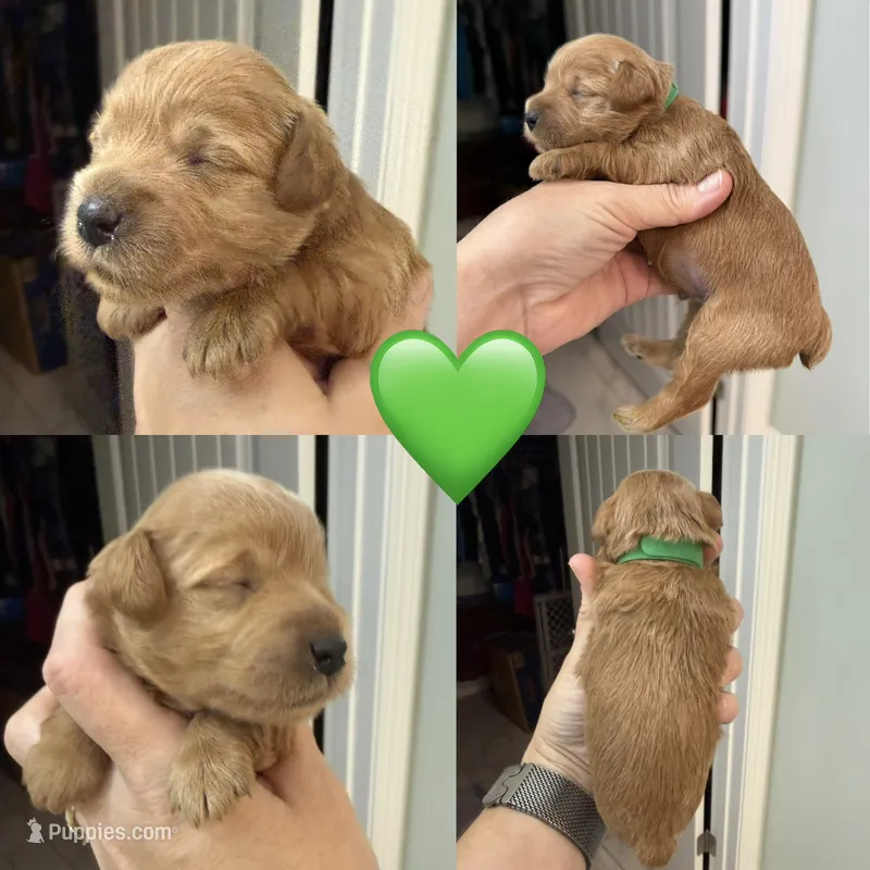 Green – Miniature Schnauzer puppy for sale in Crawfordville, FL