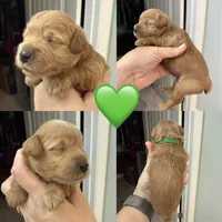 Green, a male Miniature Schnauzer for sale in Crawfordville, FL – 1 of 5