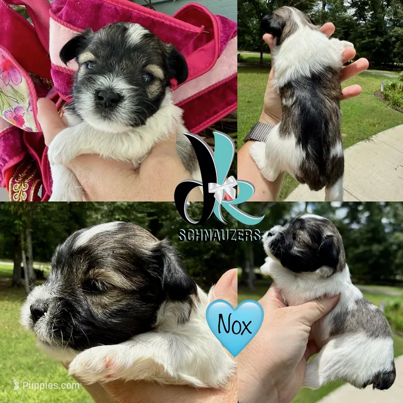 Nox – Miniature Schnauzer puppy for sale in Crawfordville, FL