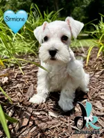 Sirmione, a male Miniature Schnauzer for sale in Crawfordville, FL – 4 of 7