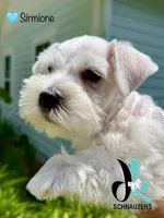 Sirmione, a male Miniature Schnauzer for sale in Crawfordville, FL – 6 of 7