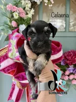 Celaena, a female Miniature Schnauzer for sale in Crawfordville, FL – 2 of 9