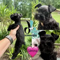 Verona- toy, a female Miniature Schnauzer for sale in Crawfordville, FL – 2 of 5