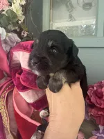 Chaol, a male Miniature Schnauzer for sale in Crawfordville, FL – 2 of 5