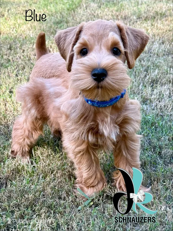 Blue 8/10 – Miniature Schnauzer puppy for sale in Crawfordville, FL