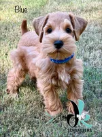 Blue 8/10, a male Miniature Schnauzer for sale in Crawfordville, FL – 1 of 9