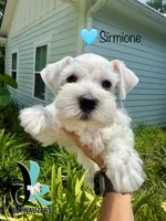 Sirmione, a male Miniature Schnauzer for sale in Crawfordville, FL – 5 of 7