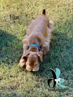 Blue 8/10, a male Miniature Schnauzer for sale in Crawfordville, FL – 4 of 9