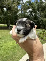 Nox, a male Miniature Schnauzer for sale in Crawfordville, FL – 4 of 10