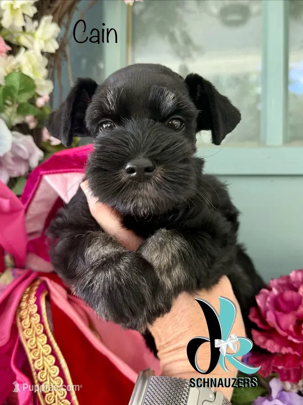 Cain – Miniature Schnauzer puppy for sale in Crawfordville, FL