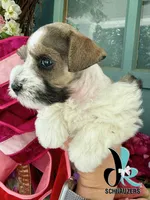 Barolo, a male Miniature Schnauzer for sale in Crawfordville, FL – 3 of 7