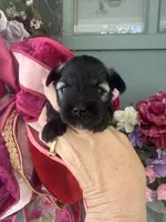 Nehemia, a female Miniature Schnauzer for sale in Crawfordville, FL – 2 of 5