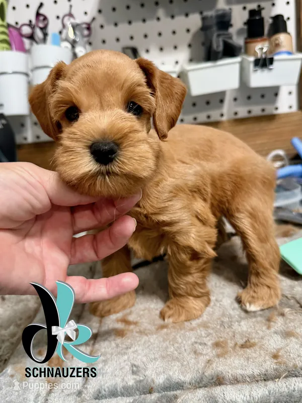 Blue 8/10 – Miniature Schnauzer puppy for sale in Crawfordville, FL