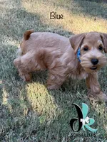 Blue 8/10, a male Miniature Schnauzer for sale in Crawfordville, FL – 3 of 9