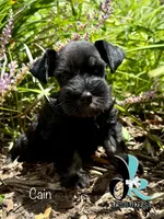 Cain, a male Miniature Schnauzer for sale in Crawfordville, FL – 3 of 8