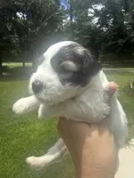 Dorian, a male Miniature Schnauzer for sale in Crawfordville, FL – 3 of 7