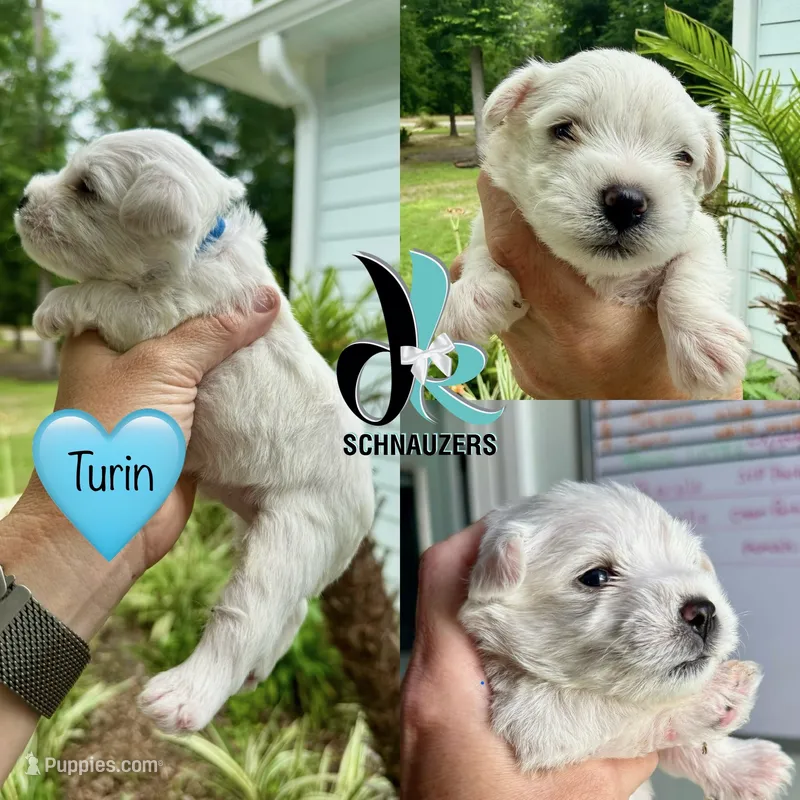 Turin – Miniature Schnauzer puppy for sale in Crawfordville, FL