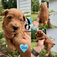 Silas, a male Miniature Schnauzer for sale in Crawfordville, FL – 7 of 10