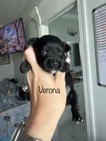 Verona, a female Miniature Schnauzer for sale in Crawfordville, FL – 2 of 3