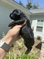 Bellini- Blue Eyes!, a female Miniature Schnauzer for sale in Crawfordville, FL – 3 of 3
