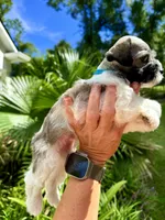Nox, a male Miniature Schnauzer for sale in Crawfordville, FL – 4 of 7