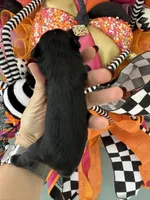 Inky, a female Miniature Schnauzer for sale in Crawfordville, FL – Photo 9 of 10