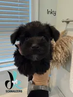 Inky, a female Miniature Schnauzer for sale in Crawfordville, FL – Photo 4 of 10