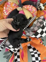 Inky, a female Miniature Schnauzer for sale in Crawfordville, FL – Photo 8 of 10