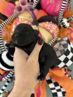 Inky, a female Miniature Schnauzer for sale in Crawfordville, FL – Photo 6 of 10