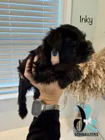 Inky, a female Miniature Schnauzer for sale in Crawfordville, FL – Photo 3 of 10