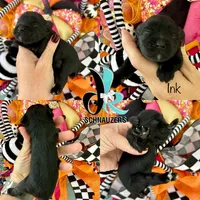 Inky, a female Miniature Schnauzer for sale in Crawfordville, FL – Photo 7 of 10