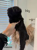 Inky, a female Miniature Schnauzer for sale in Crawfordville, FL – Photo 5 of 10