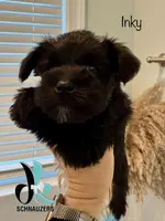 Inky, a female Miniature Schnauzer for sale in Crawfordville, FL – Photo 1 of 10