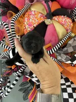 Inky, a female Miniature Schnauzer for sale in Crawfordville, FL – Photo 10 of 10