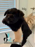 Inky, a female Miniature Schnauzer for sale in Crawfordville, FL – Photo 2 of 10