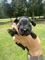 Nehemia, a female Miniature Schnauzer for sale in Crawfordville, FL – 4 of 5