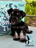 Chaol, a male Miniature Schnauzer for sale in Crawfordville, FL – 3 of 10