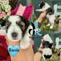 Barolo, a male Miniature Schnauzer for sale in Crawfordville, FL – 1 of 2