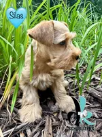 Silas, a male Miniature Schnauzer for sale in Crawfordville, FL – 5 of 10