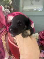 Celaena, a female Miniature Schnauzer for sale in Crawfordville, FL – 2 of 6