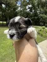 Nox, a male Miniature Schnauzer for sale in Crawfordville, FL – 8 of 10
