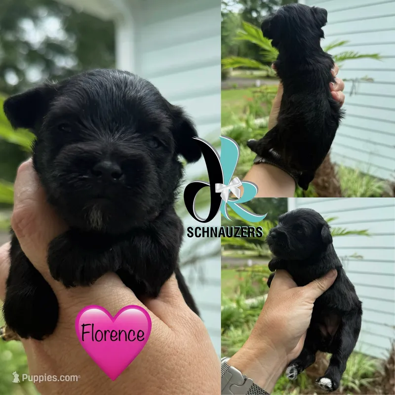Florence – Miniature Schnauzer puppy for sale in Crawfordville, FL