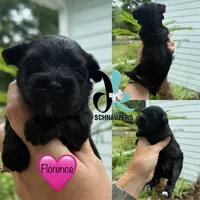 Florence, a female Miniature Schnauzer for sale in Crawfordville, FL – 1 of 1
