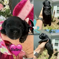 Bellini- Blue Eyes!, a female Miniature Schnauzer for sale in Crawfordville, FL – 1 of 3