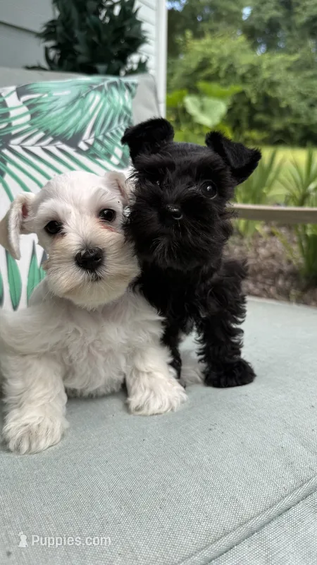 Verona- toy – Miniature Schnauzer puppy for sale in Crawfordville, FL