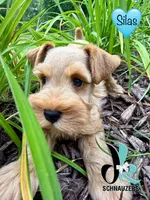 Silas, a male Miniature Schnauzer for sale in Crawfordville, FL – 4 of 10