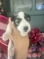 Dorian, a male Miniature Schnauzer for sale in Crawfordville, FL – 5 of 7